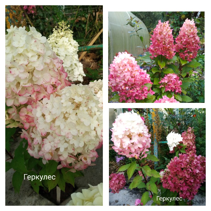 гортензия геркулес